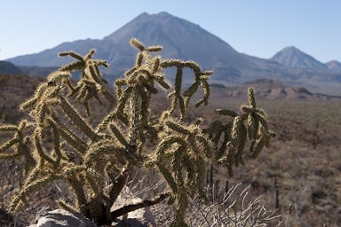 Cactus and mountains in Baja California.