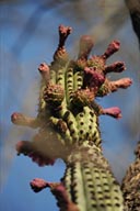 Pachycereus pringlei.