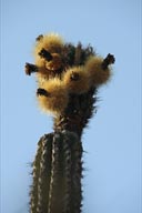 Cactus Sanctuary. 