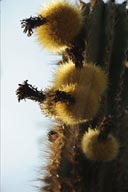 Cactus flowering.