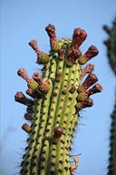 Pipe cactus buds, Cactus Sanctuary.