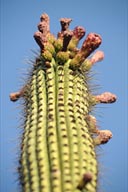 Blossoming Pipe Cactus.