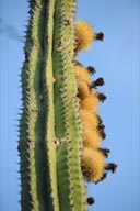 fruits on Pipe Cactus, Baja California Sur.