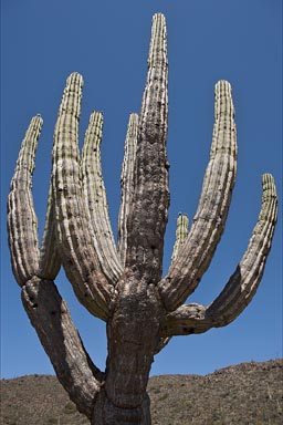 Cardon, Baja.