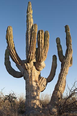 Massive Cardon Cactus, evening light, near Ciudad Constitucion.