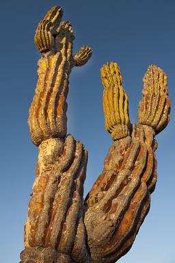 Cardon Cactus forks, branching off.