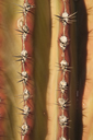 Structure of Cardon bark, thorns.