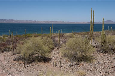 Baja California where desert approaches the sea, Bahia Concepcion. 