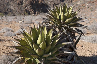 Baja California Agave Shawii.