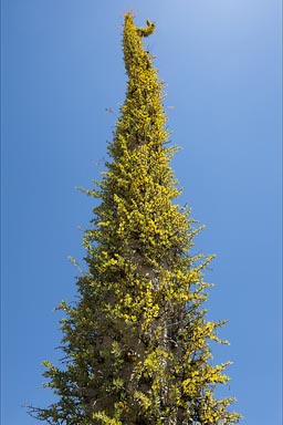 Huge, tall, colorful desert plant. 15 meters and more. Baja California.