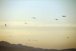 End of day sky, pelicans circling, hunting, South Baja Mexico. 
