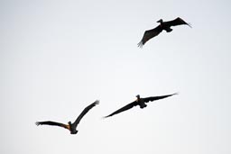 In the sky silhuettes of Pelicans, Baja, Mexico.