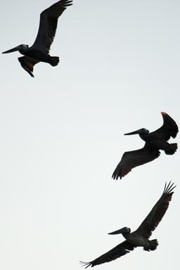 Bird dance, Pelicans in sky silhouettes. La Ribera, Baja California Sur.