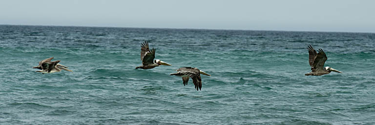 4 pelicans flying close over water, La Ribera, Baja California Sur, morning.
