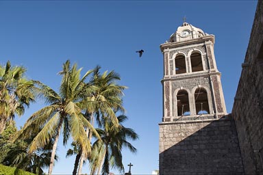 Loreto, Baja, mission and palms and bird.