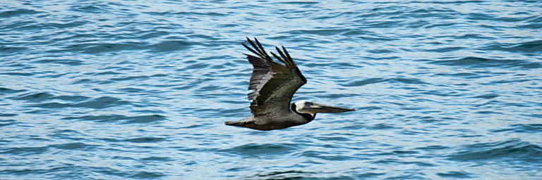 Lone pelican gliding over ocean surface, Baja California Sur, Mexico