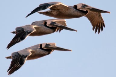 Pelicans like fighter jets.