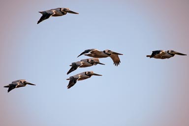 Pelicans like fighter jets.