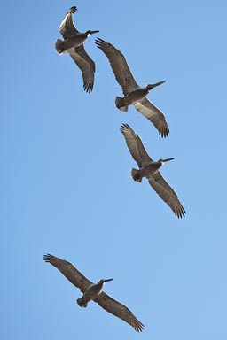 Pelicans overhead, Southern California.