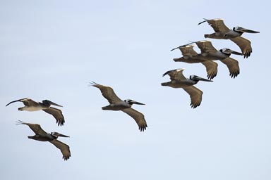 South Californian coast, migrating pelicans, flying South to North, April.