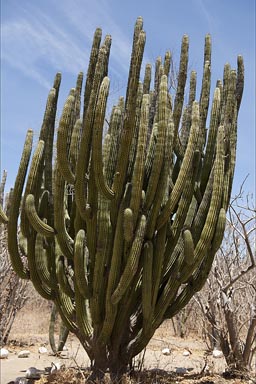 Pipe Cactus, Baja California Sur, Mexcio.