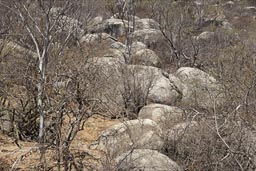 Scrub landscape, Santiago, Sierra de la Laguna mountains, Baja Sur, Mexico