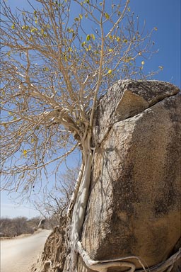 Sierra de la Laguna. tree out of rock, Mexcio, Baja California Sur.