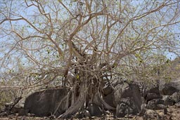 Rock tree, Sierra de la Laguna.