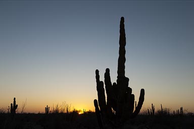 Sunset behind Cardon Cactus, desert, Baja California Sur, Mexico.