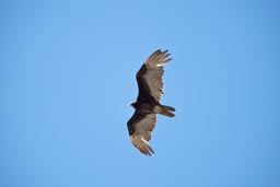 Vulture in Baja California, circling blue sky.