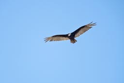 Vulture looking down, Baja.