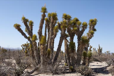 Yucca Palms in Baja California Sur.