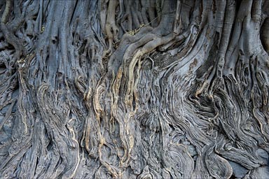 Roots of trees growing out of the basement stones of Hacienda San Miguel.