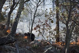 Forest fire, Copper Canyon.