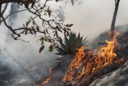 Smoke and fire, dry pines needles burn easily after car explosion in Copper Canyon.