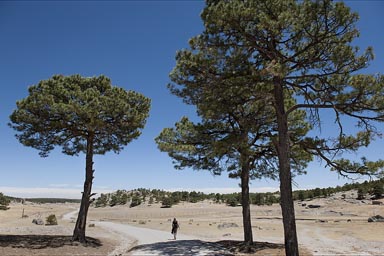 1st walk under green pines and blue sky, Copper Canyon near Creel.