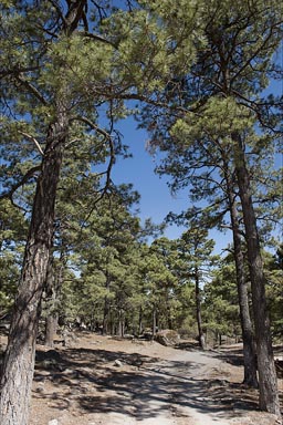 Copper Canyon, pines and blue sky, alt. 2350m.