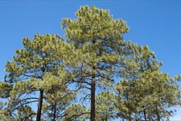 Green pines blue sky, Copper Canyon, alt. 2350m