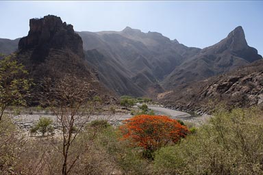 Bright red tree in bottom of Urique Canyon.Tabachin. 