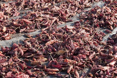 Dried red chilies/chillis on plastic in sun for drying.