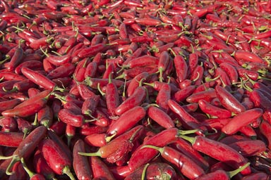 Red hot chilies/chillis on the roast.