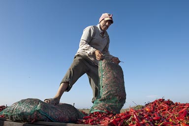 Chili peppers after the harvest are being spread out on the grill for drying.