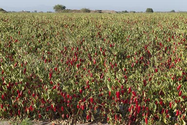 Chili pepper bush, Sinaloa, Mexico.