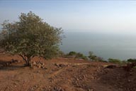 Lake Chapala, tree on red rock, lake in a haze.