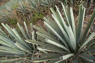 Agave for Raicilla, western Jalisco.