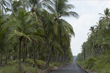 Laguna de Carmen, Campeche Bay, coastal road, palm trees.