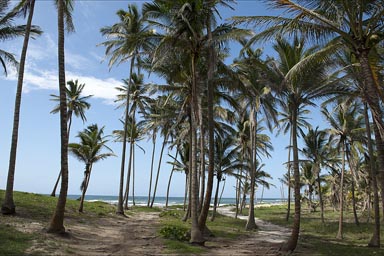 Laguna del Carmen. Coco nut palm trees.