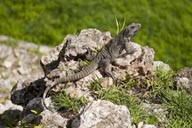Iguana, resating on rock, Uxmal, Mexico.