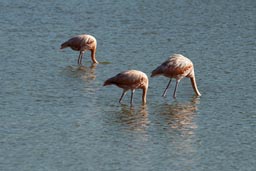 Heads in water flamingos feeding of crabs.