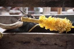 Bull stabbed in bullfighting Yucatan. Cruelty of the game, Bulls are not killed but it obviously hurts them. Just stabbing them should be banned too.